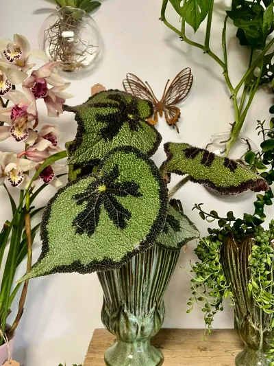 Bégonia masoniana, dit croix de fer, aux feuilles gaufrées marquées d'une croix brune, dans un vase en céramique