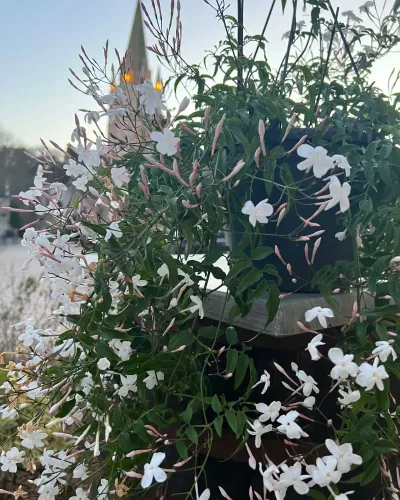 Jasmin grimpant aux fleurs blanches en extérieur, avec le clocher de l'église de Saint-Benoît au loin