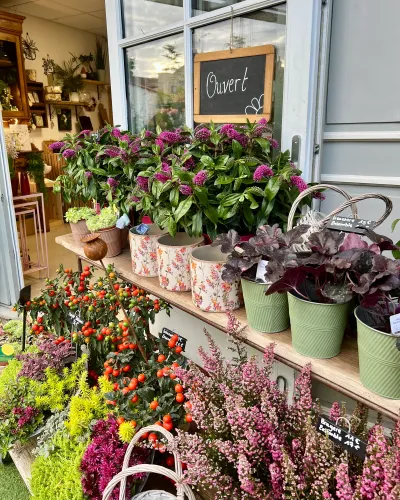 Étal d'automne devant la boutique Herborium : bruyères roses, solanums orange, hébés violettes et heuchères pourpres