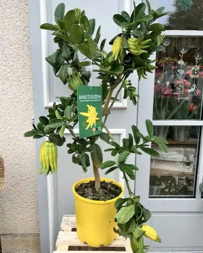 Main de Bouddha, agrume aux fruits en forme de doigts, dans un pot jaune devant la porte de la boutique
