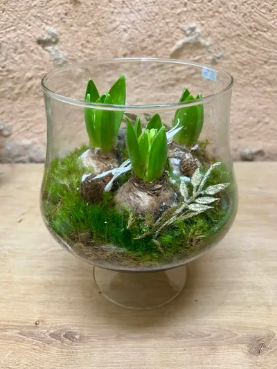 Bulbes de jacinthes sur mousse dans un verre à pied, composition végétale d'hiver avec une plume dorée
