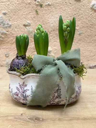 Trois jacinthes en bulbe dans une jardinière en faïence décorée, nouée d'un ruban de soie vert