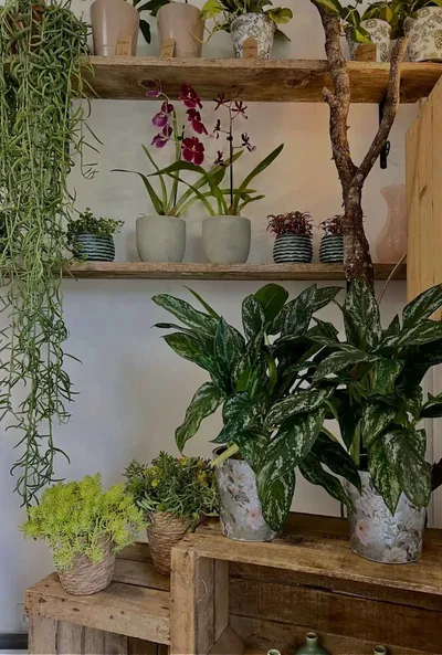 Étagères de plantes d'intérieur : aglaonemas panachés, orchidées roses, succulentes et rhipsalis retombant