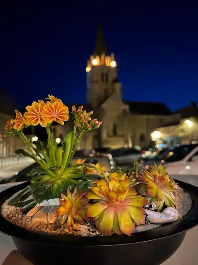 Coupe noire de succulentes et lewisias orange, photographiée de nuit devant l'église illuminée de Saint-Benoît