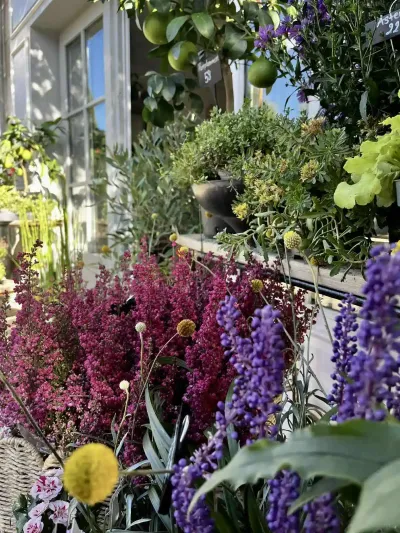 Étal extérieur de la boutique : bruyères pourpres, liriopes violets, craspédias jaunes et agrumes en pots