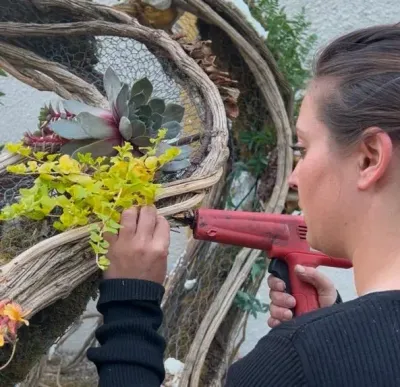 Fixation au pistolet à colle de succulentes et de feuillage doré dans les lianes de la scénographie végétale