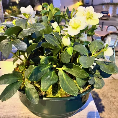 Coupe de plantes de deuil : hellébores aux fleurs blanches et mousse, dans une coupe vert foncé