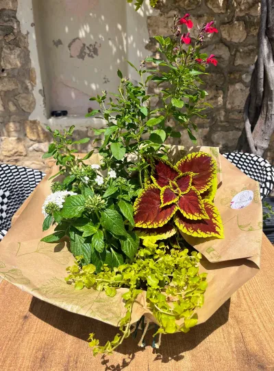 Coupe de plantes de deuil dans un papier kraft : coléus rouge, sauge rouge et feuillage retombant