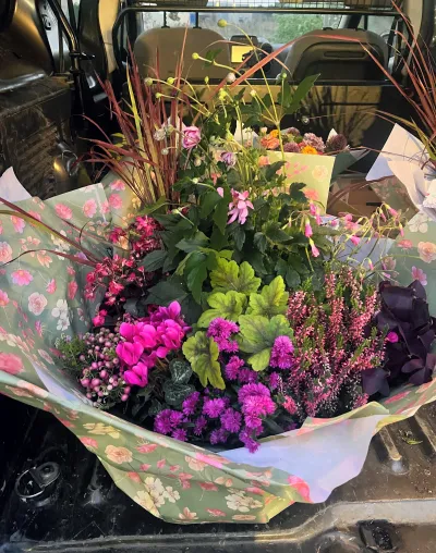 Coupe de plantes fleurie de deuil : bruyère, cyclamens et feuillages pourpres, prête à être livrée