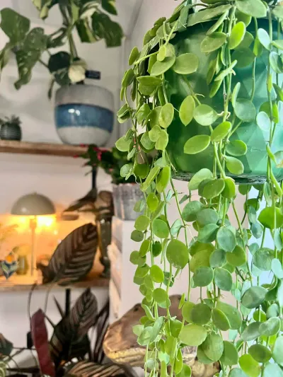Dischidia nummularia retombante aux petites feuilles rondes, en suspension dans la boutique Herborium