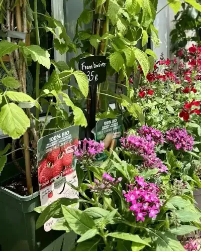 Framboisiers bio en pots étiquetés et pentas roses en fleurs, sur l'étal de plantes devant la boutique