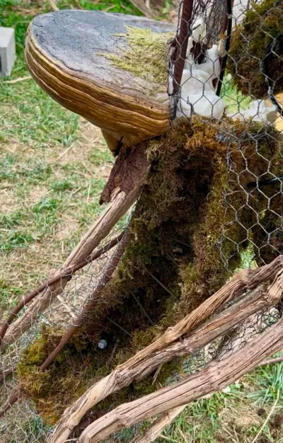 Gros plan sur la scénographie végétale : champignon polypore, mousse fraîche, grillage et lianes séchées