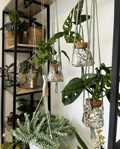 Plantes suspendues en macramé et bocaux de verre : Monstera adansonii, sedum burrito et plantes d'intérieur