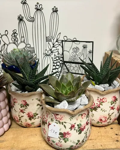 Haworthias et échévéria dans des pots en céramique à motif de roses, devant un décor de cactus en métal