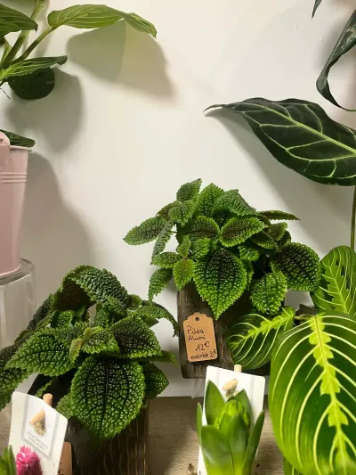 Pilea mollis Moon Valley au feuillage gaufré vert vif, à côté d'un maranta, en vente dans la boutique
