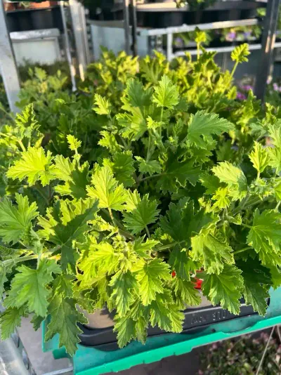 Plants au feuillage vert vif finement découpé, serrés dans des caisses sur un chariot de producteur