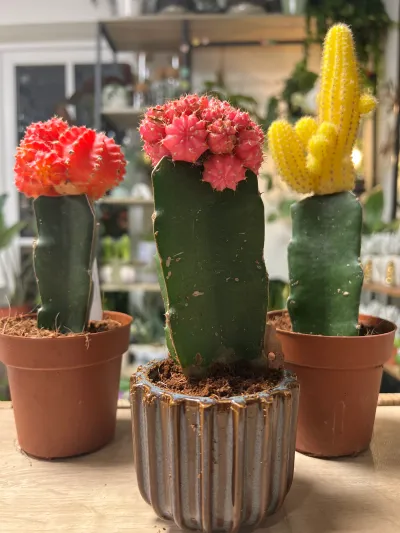 Trois cactus greffés à tête rouge, rose et jaune, en pots de terre cuite et cache-pot strié, sur une table de la boutique