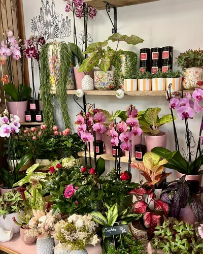 Étagères de la boutique : orchidées roses, mini-rosiers, aglaonemas, rhipsalis retombant et bougies, en pots roses et blancs
