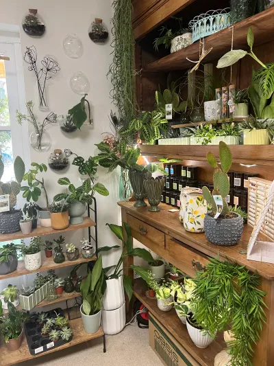 Coin plantes de la boutique : terrariums en bulles de verre au mur, cactus raquettes, marantas, succulentes et retombantes