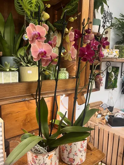 Orchidées phalaenopsis saumon, jaune rosé et pourpre en cache-pots fleuris, devant une étagère en bois garnie de plantes