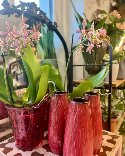 Orchidées aux petites fleurs crème tachetées de rose, en cache-pot de verre rouge perlé, près de trois vases rouges ondulés