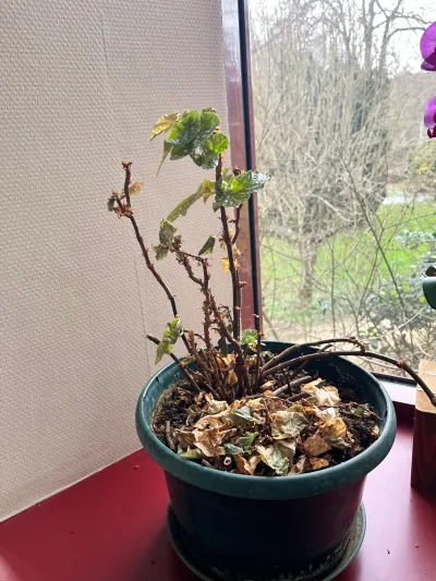 Plante d'intérieur en souffrance près d'une fenêtre : tiges presque nues, feuilles sèches tombées sur le terreau