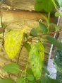 Plante grimpante aux feuilles jaunies et marbrées, l'une trouée, contre une palissade en bois, à côté de feuilles saines