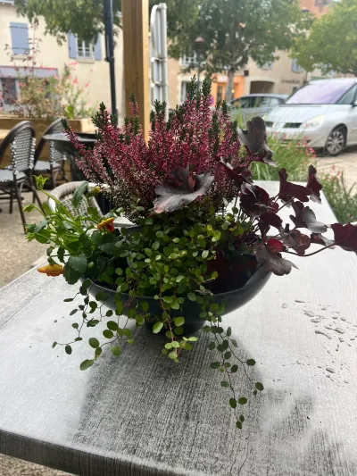 Coupe d'automne plantée de bruyère, d'heuchères pourpres et de lierre retombant, sur une table en terrasse