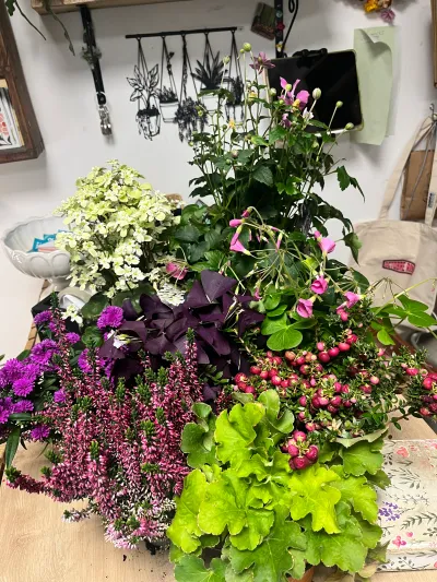 Plantes d'automne réunies en boutique : bruyères, heuchères vert acide, cyclamens et petites baies rouges