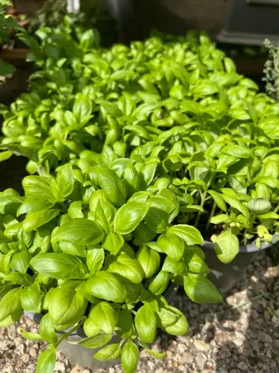 Jeunes plants de basilic frais en pots, au feuillage vert tendre et serré, posés sur un sol de gravier