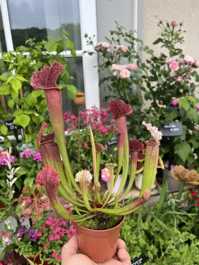 Sarracenia, plante carnivore aux urnes rouges et vertes, tenue à la main devant un étal de fleurs