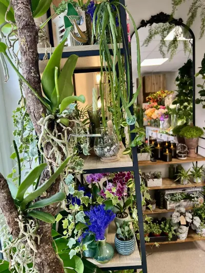 Intérieur de la boutique Herborium : étagères de plantes d'intérieur, orchidées, tillandsias et grand miroir