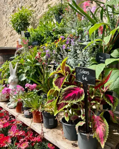 Étal de plantes devant la boutique : coléus pourpre et vert, gerberas roses, plantes fleuries et lapin décoratif