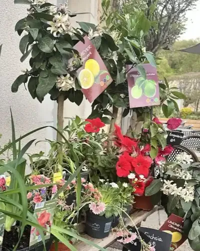 Citronniers en pots aux étiquettes illustrées, fleurs rouges et plantes fleuries sur l'étal devant la boutique