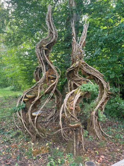 Scénographie végétale en spirales de lianes, mousse et champignons dorés, dressée sous les arbres d'un parc