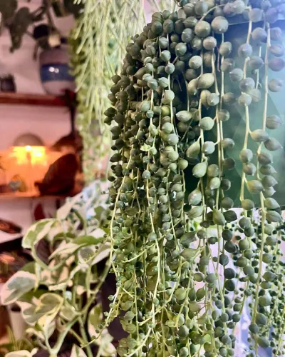 Senecio rowleyanus, la plante collier de perles, en suspension avec ses longues tiges retombantes