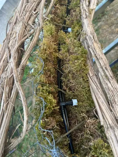 Système d'arrosage goutte à goutte caché dans la mousse fraîche, entre les lianes et le grillage de la structure