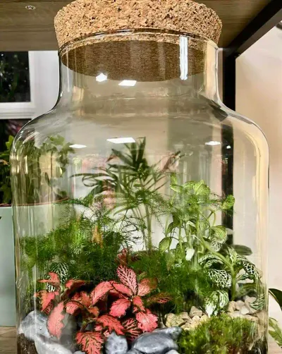 Terrarium en bocal à couvercle de liège avec fittonias roses et blancs, asparagus, mousse et galets