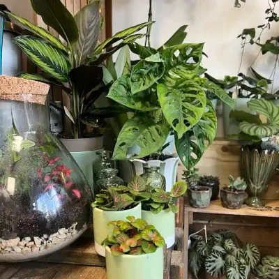 Monstera adansonii, calathéa, terrarium en verre et fittonias roses en pots, sur une étagère de la boutique
