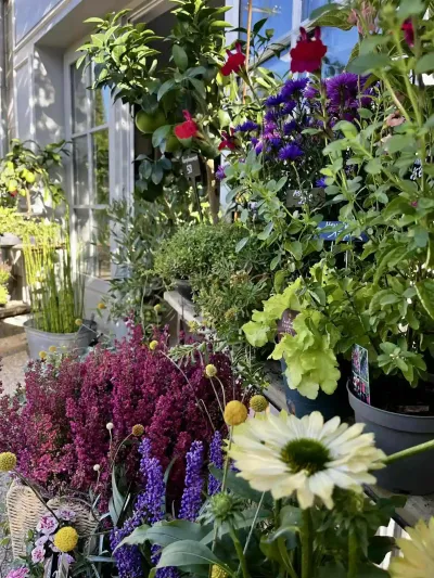 Plantes d'extérieur devant la boutique : bruyères pourpres, agrumes, échinacée blanche et fleurs violettes