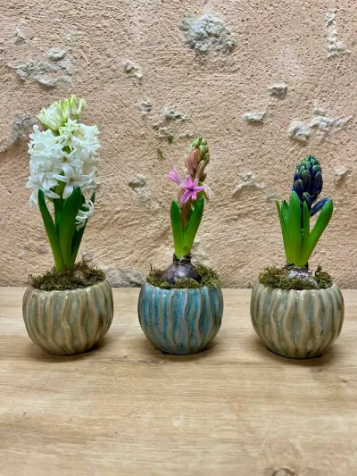 Trois jacinthes blanche, rose et bleue en bulbe dans de petits cache-pots en grès aux reflets verts et bleus