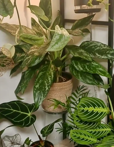 Aglaonema (La plante au centre avec feuilles panachées argentvert)