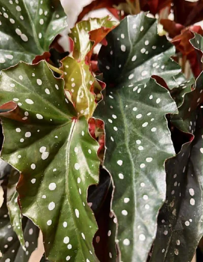 Bégonia Maculata (Gros plan sur les feuilles à pois).