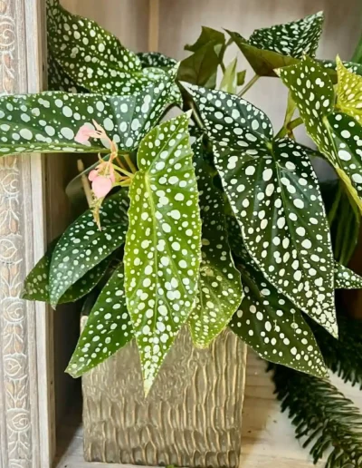 Bégonia Maculata (Plan large montrant la floraison rose).