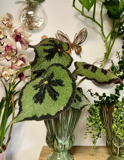 Bégonia Masoniana (Aussi appelé Bégonia Croix de Fer à cause du dessin noir au centre des feuilles).