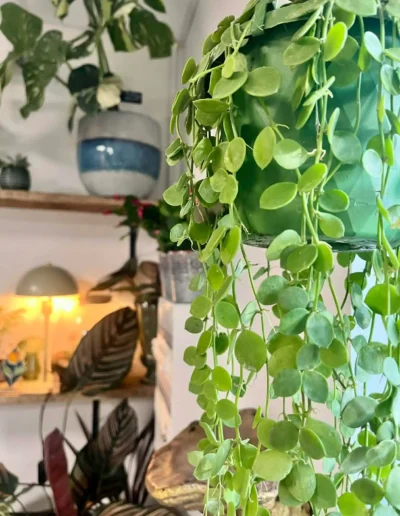 Dischidia Nummularia (Plante retombante à petites feuilles rondes, type Button Orchid).