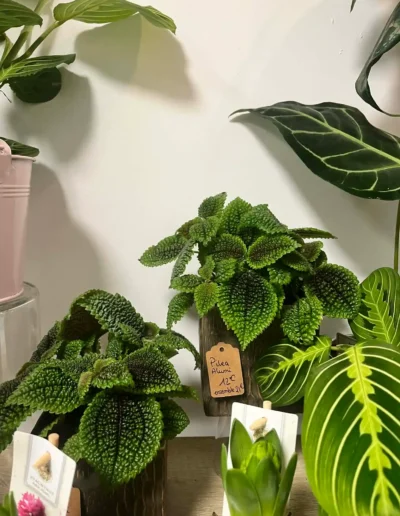 Pilea Mollis 'Moon Valley' (La plante au feuillage très texturégaufré au centre).