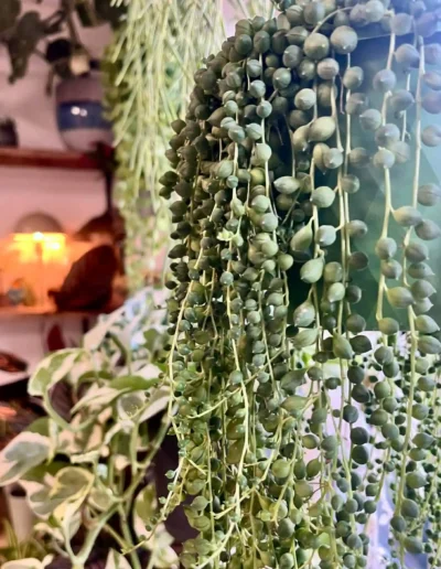 Senecio Rowleyanus (Plante collier de perles).