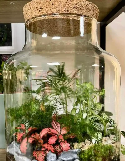 Terrarium (Écosystème en bocal avec Fittonia).