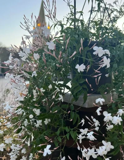 Belle plante jasmin grimpante a fleurs blanches en exterieur devant le clocher de Saint-Benoit